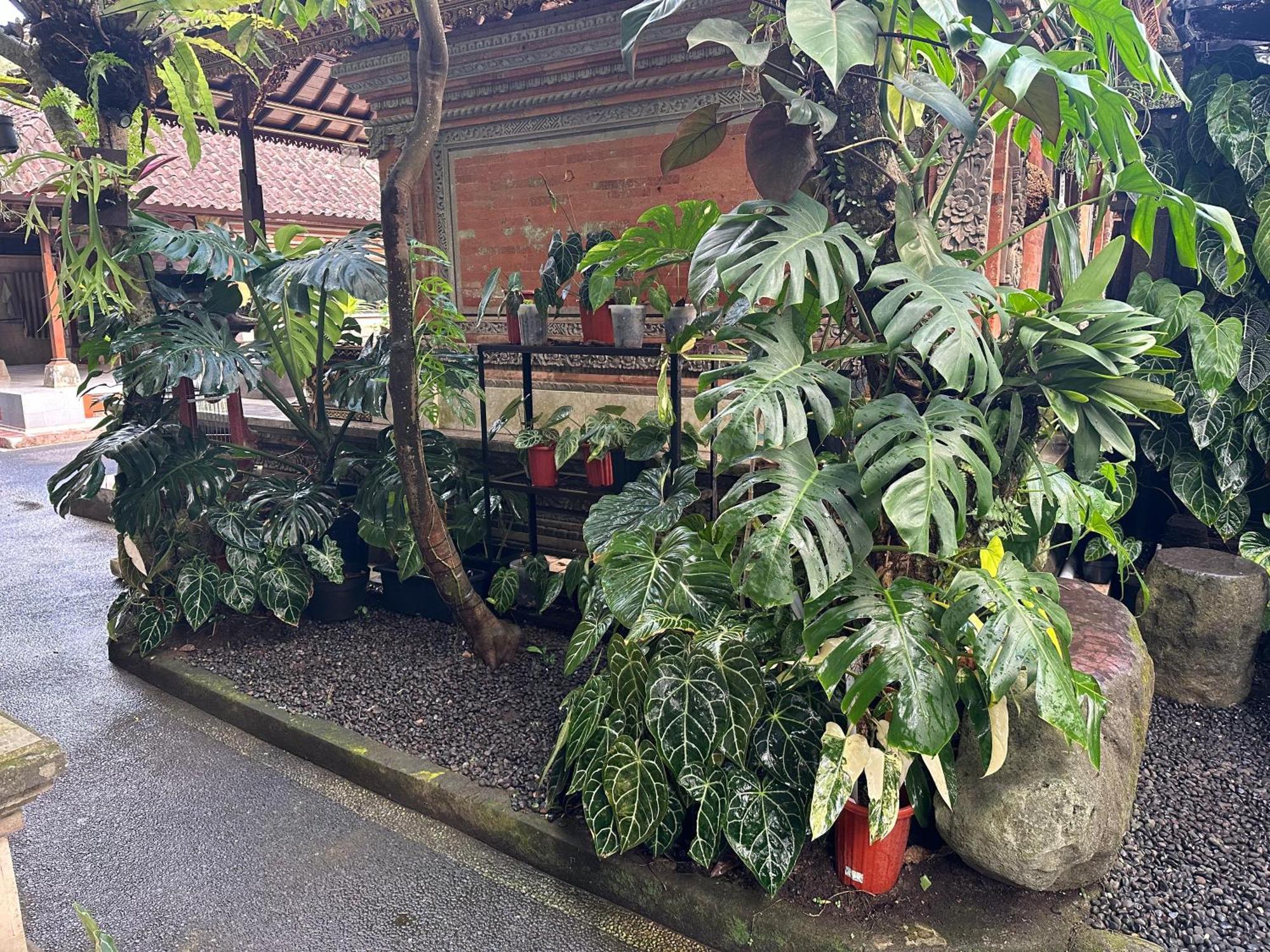 Naeera Guest House Ubud Exteriör bild