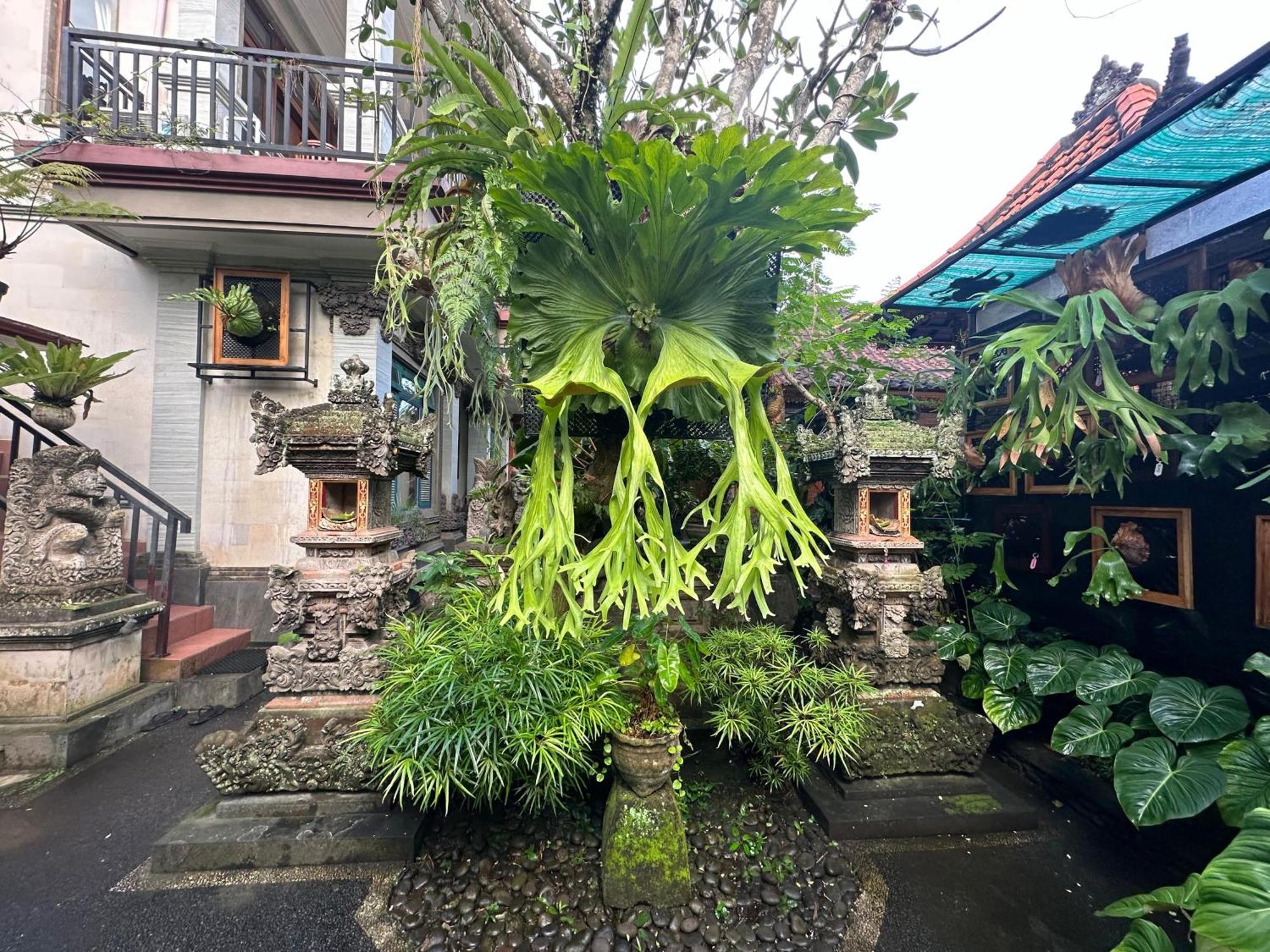 Naeera Guest House Ubud Exteriör bild