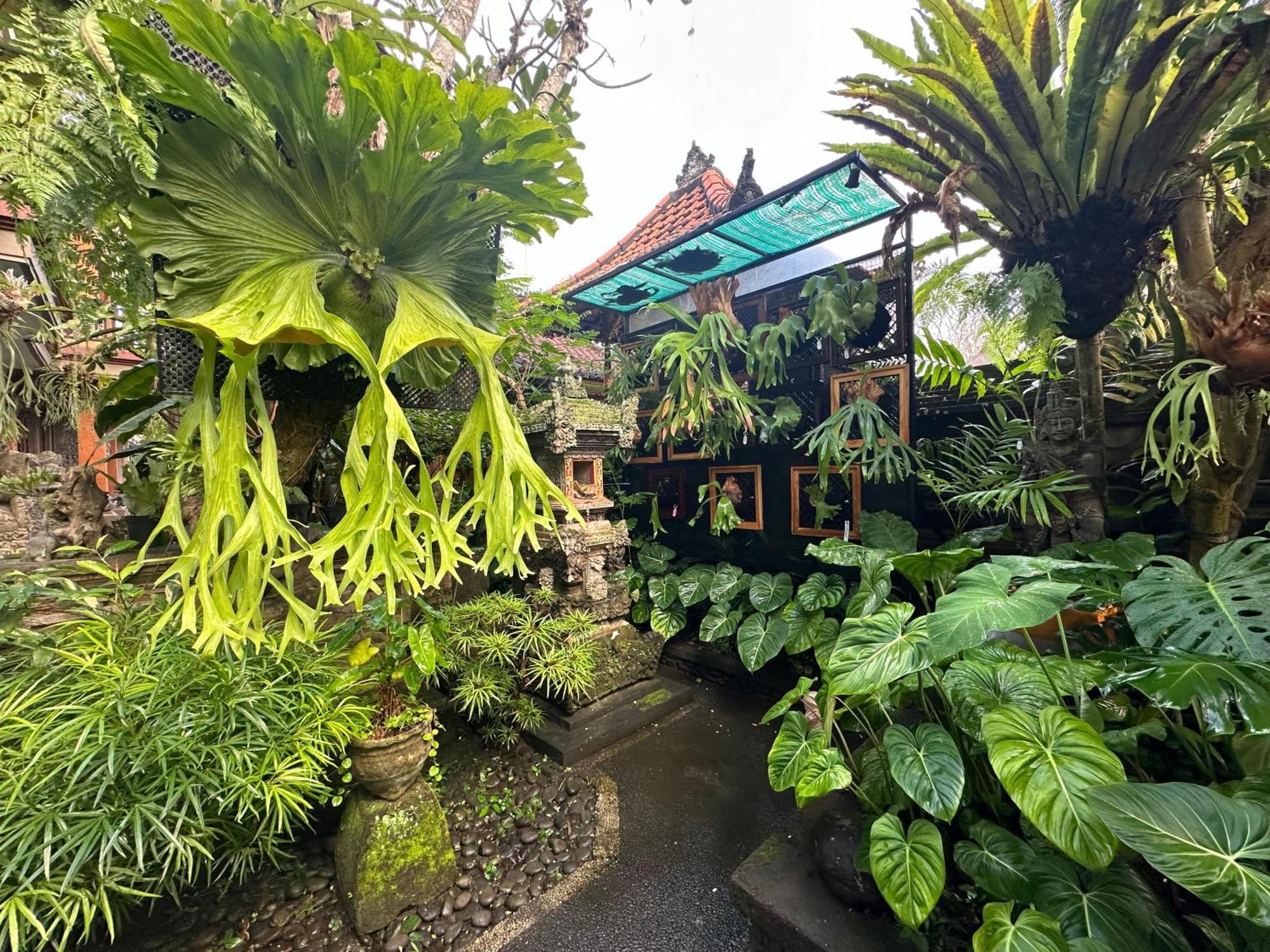 Naeera Guest House Ubud Exteriör bild